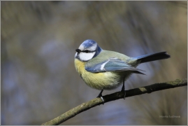 <p>SÝKORA MODŘINKA (Cyanistes caeruleus) /Eurasian blue tit - Blaumeise/</p>